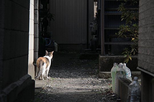 太田区のねこ