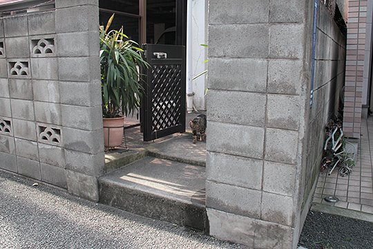 太田区のねこ