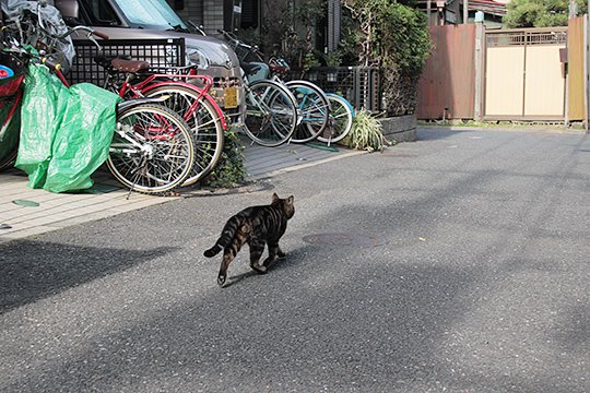 太田区のねこ