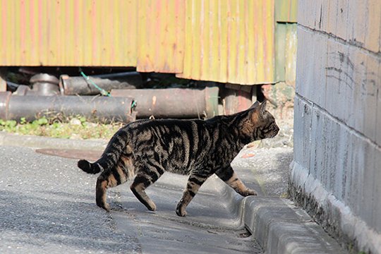 太田区のねこ