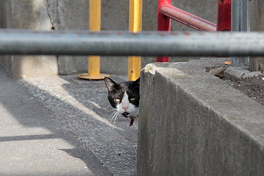 太田区のねこ