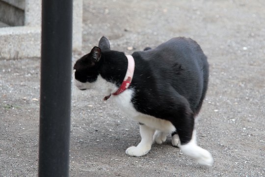 太田区のねこ