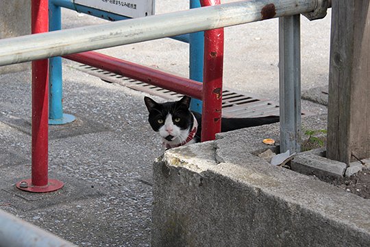 太田区のねこ