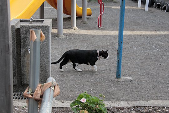 太田区のねこ