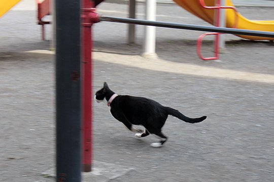 太田区のねこ