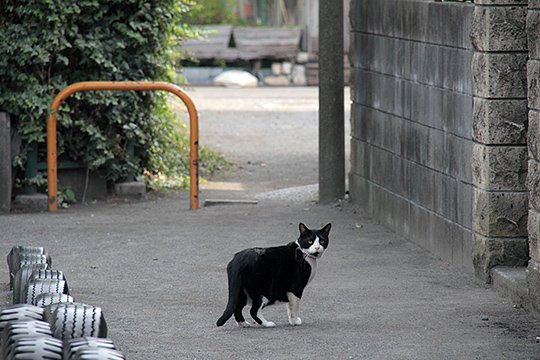 太田区のねこ