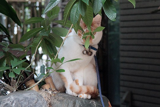 太田区のねこ