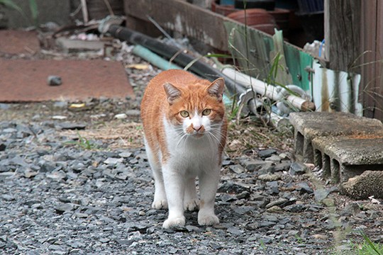 太田区のねこ