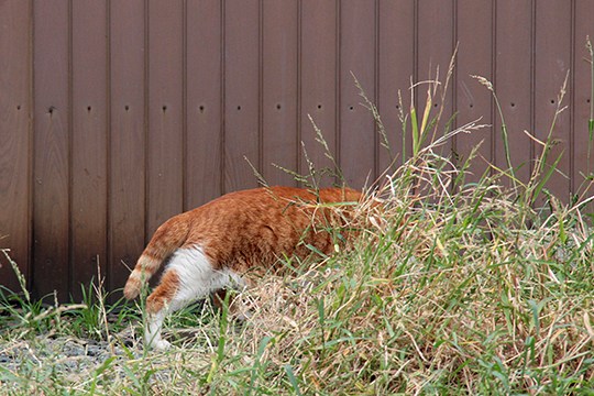 太田区のねこ