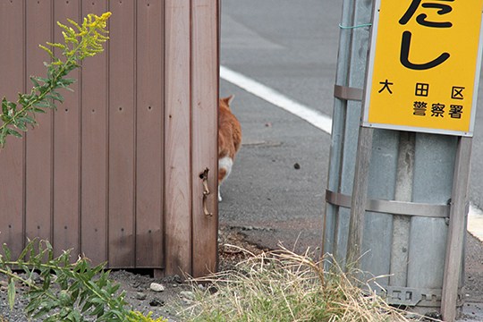 太田区のねこ
