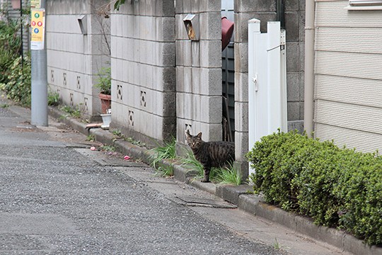 太田区のねこ