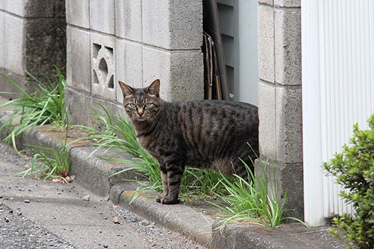 太田区のねこ