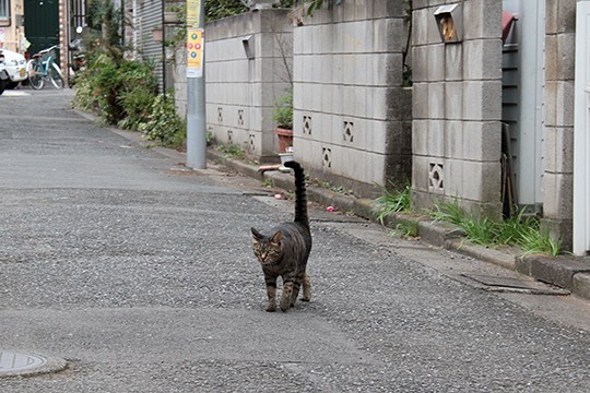 太田区のねこ