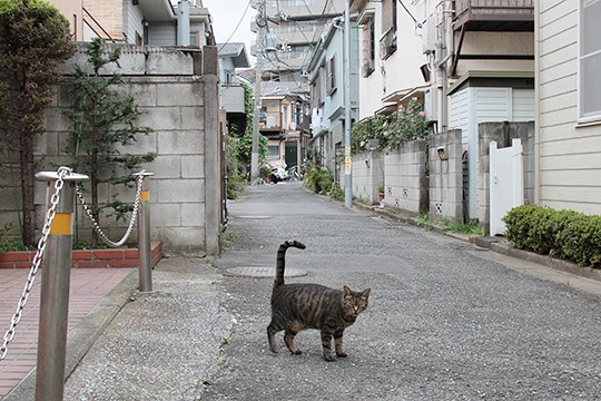 太田区のねこ