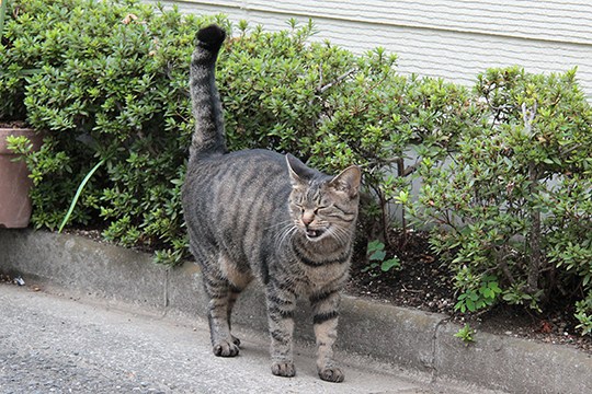 太田区のねこ