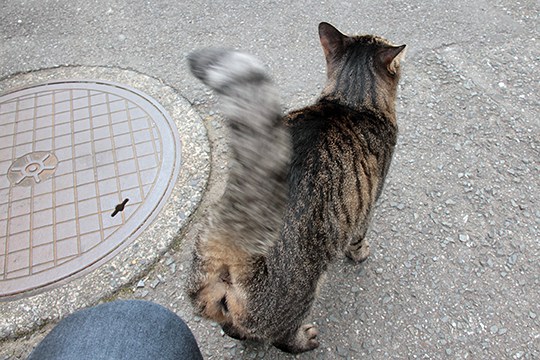 太田区のねこ