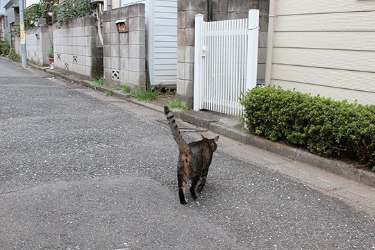 太田区のねこ