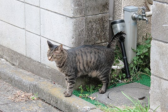 太田区のねこ