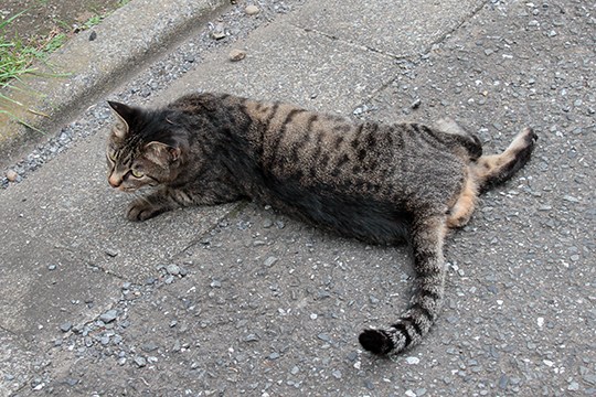 太田区のねこ