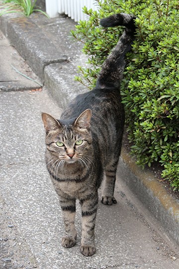太田区のねこ