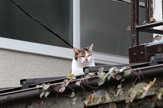 太田区のねこ