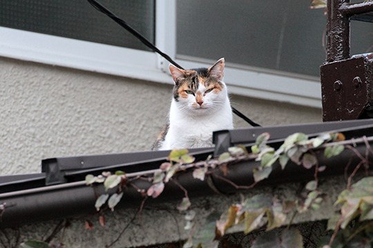 太田区のねこ