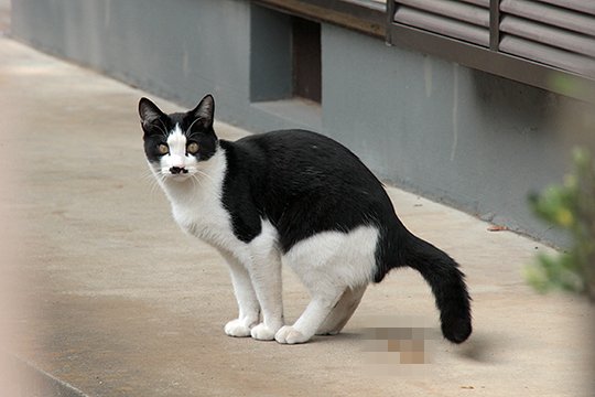 太田区のねこ