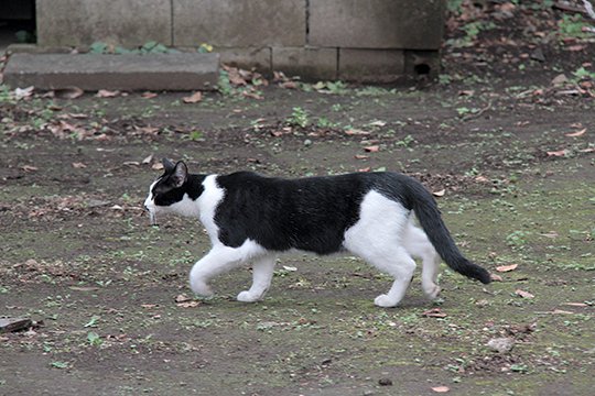 太田区のねこ