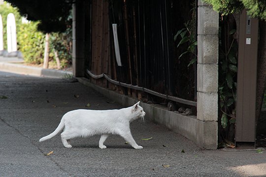 太田区のねこ