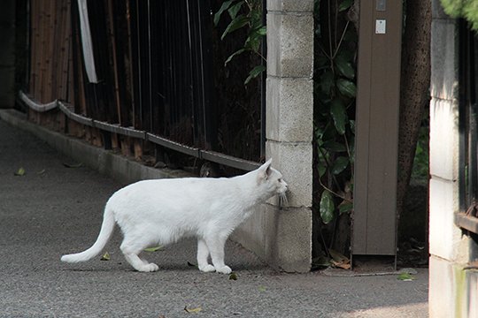 太田区のねこ