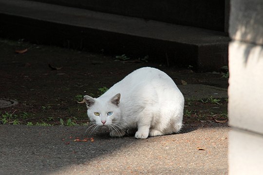 太田区のねこ