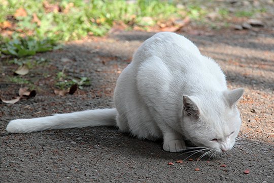 太田区のねこ