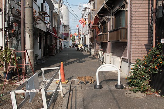太田区のねこ