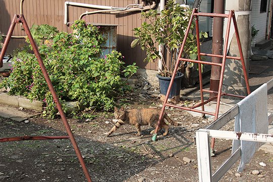 太田区のねこ