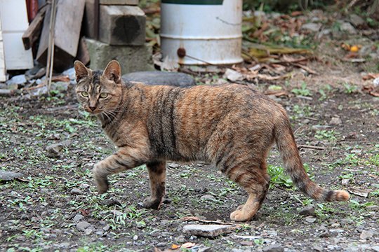 太田区のねこ