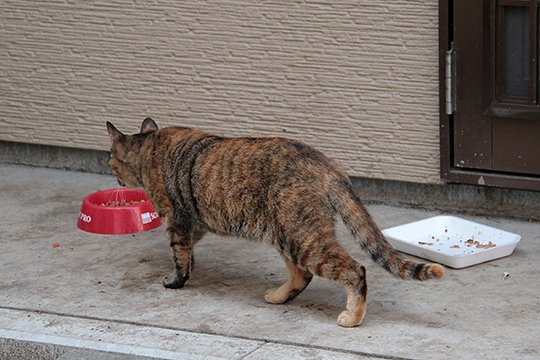 太田区のねこ