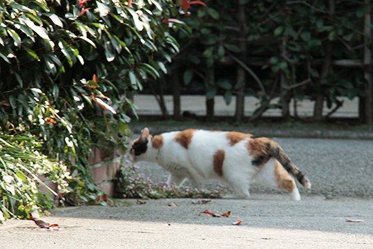 太田区のねこ
