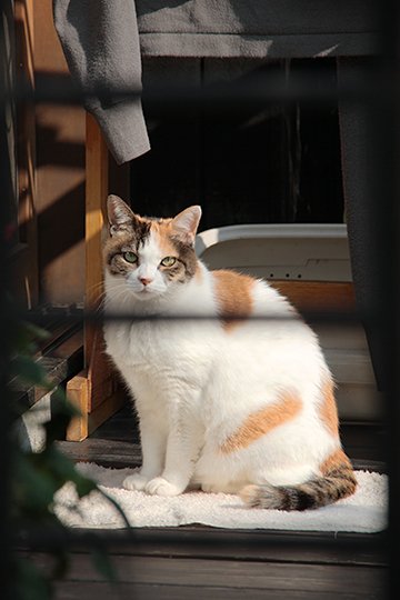 太田区のねこ