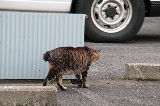 太田区のねこ
