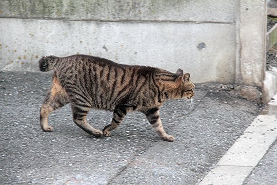 太田区のねこ
