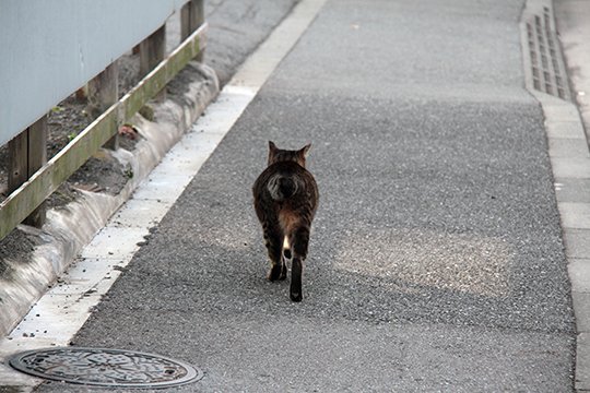 太田区のねこ