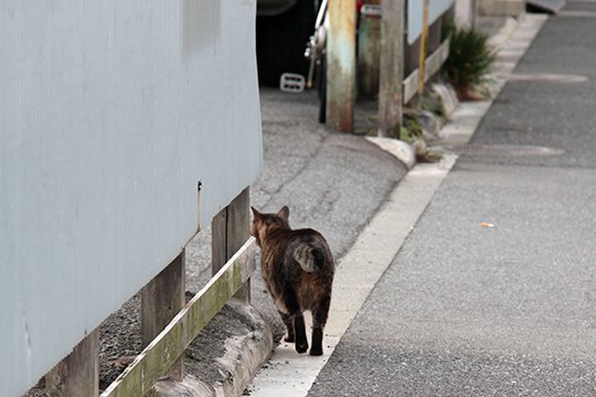 太田区のねこ