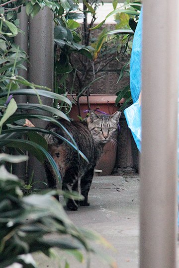 太田区のねこ