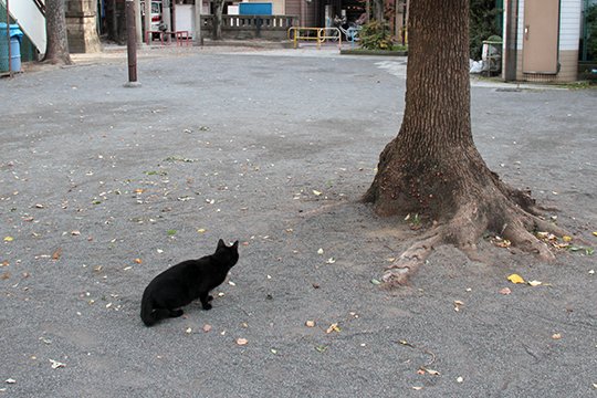 太田区のねこ