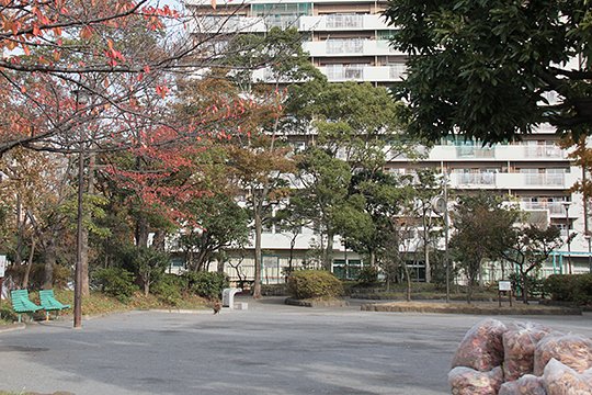 太田区のねこ