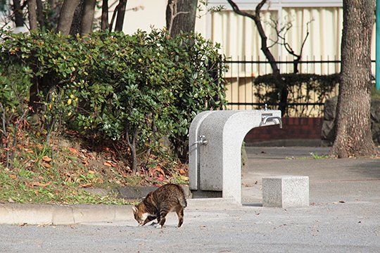 太田区のねこ