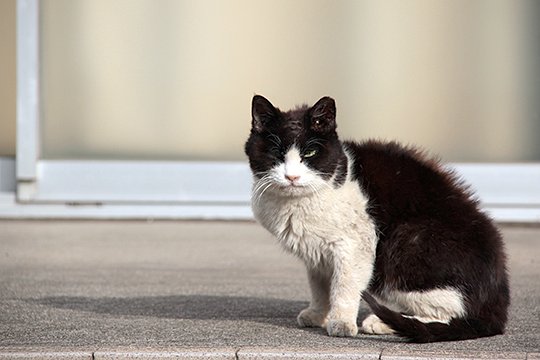 太田区のねこ
