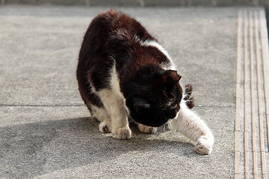 太田区のねこ
