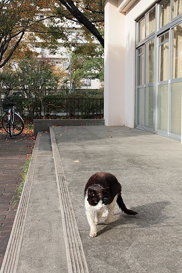 太田区のねこ