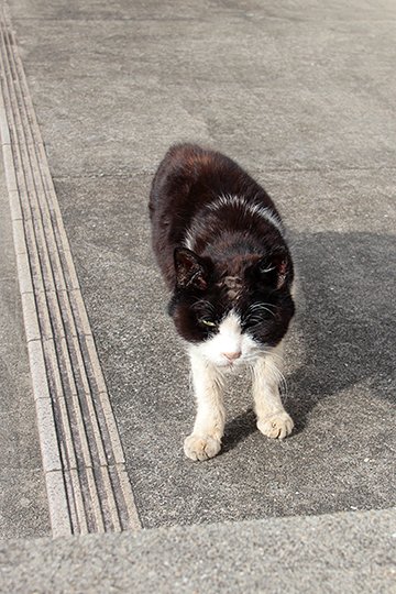太田区のねこ